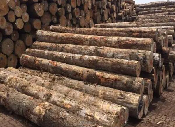 加勒比松原木進口報關(guān)清關(guān)代理服務(wù)【經(jīng)典案例】